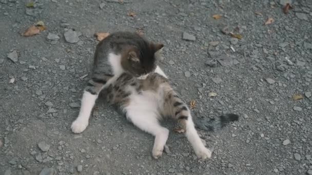 Stray Cat Washes Itself Stone Beach — Stock Video