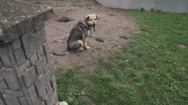 Köpek bir zincirin üzerinde oturuyor..