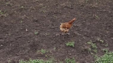 Bahçede kırmızı bir tavuk dolaşıyor..