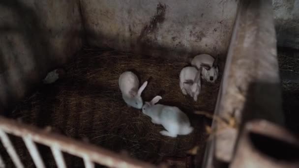 Los Conejos Blancos Comen Zanahorias Una Jaula — Vídeos de Stock