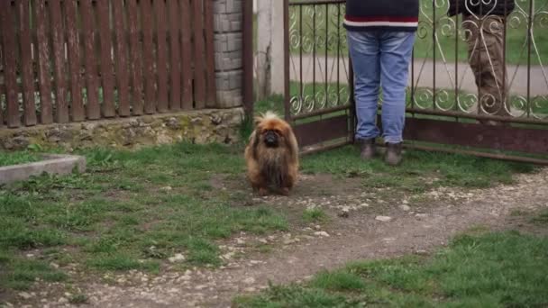 Pequeno Cão Vermelho Caminha Quintal — Vídeo de Stock