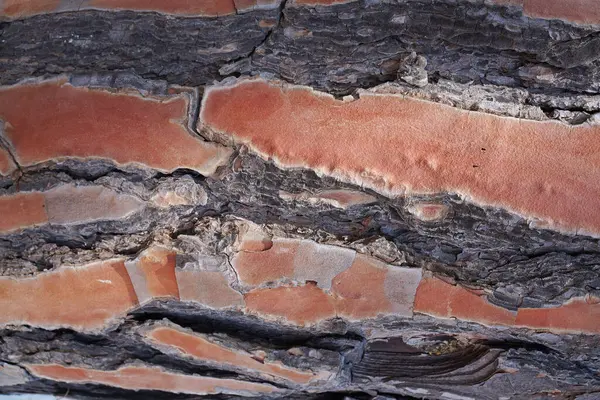 Oude Houten Planken Achtergrond Textuur — Stockfoto