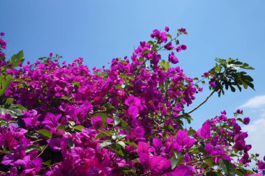 Oleander bitkisi ve mavi gökyüzü Hiç düşmeyen taze pembe çiçekleriyle