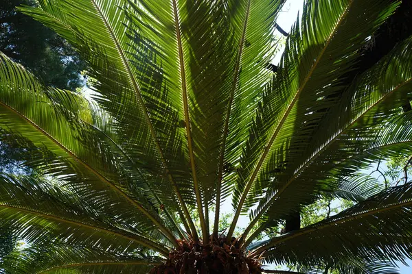Fresh date palm tree leaves seen from below, filling the frame