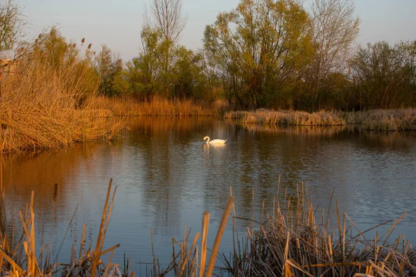 White Swan Vacaresti Natural Park Bucharest Danube — Stock Photo, Image