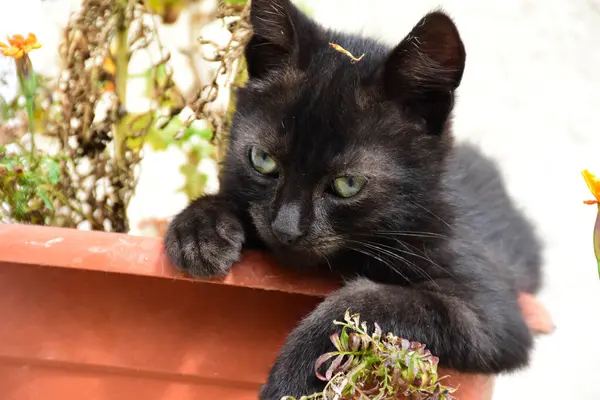 Czarny Kot Spoczywa Marigold Doniczce Zrzędliwy Kotek Wysokiej Jakości Zdjęcie — Zdjęcie stockowe