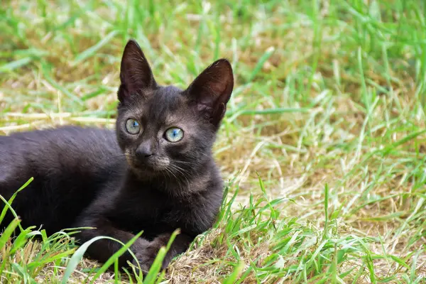 Черный Котёнок Траве Портрет Молодого Черного Кота Лежащего Травяном Поле — стоковое фото