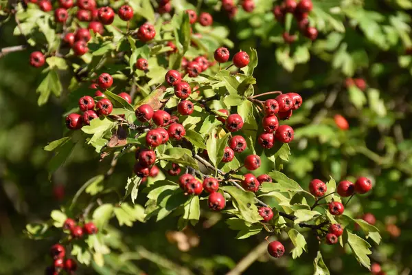 Branch of hawthorn berries in the garden. Ripe briar hawthorn red berries. High quality photo