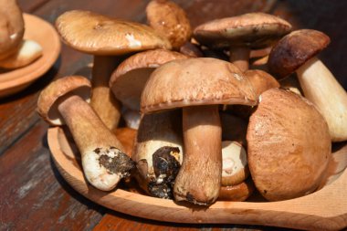 Tahta bir tabakta taze toplanmış boletus edulis mantarı. Çiğ çörekler ya da yenilebilir mantarlar. Yüksek kalite fotoğraf