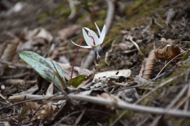 Beyaz alabalık zambağı veya köpek dişi menekşesi. Romanya 'nın başkenti ilkbaharın başlarında eritrosonyum albidum çiçekleri kapanıyor. Yüksek kalite fotoğraf