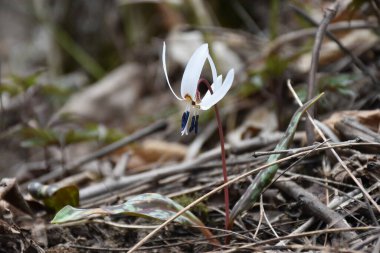 Beyaz alabalık zambağı veya köpek dişi menekşesi. Romanya 'nın başkenti ilkbaharın başlarında eritrosonyum albidum çiçekleri kapanıyor. Yüksek kalite fotoğraf