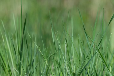 Bahar yeşili çimenleri kapatıyoruz. Taze yeşil çimen arka planı. Küçük bir alan derinliği. Yüksek kalite fotoğraf