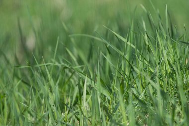 Bahar yeşili çimenleri kapatıyoruz. Taze yeşil çimen arka planı. Küçük bir alan derinliği. Yüksek kalite fotoğraf