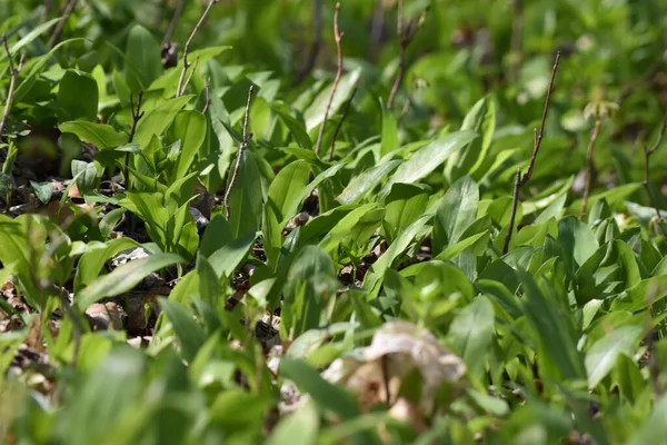 Bawang Putih Liar Daun Lapangan Penutupan Musim Semi Allium Ursinum — Stok Foto