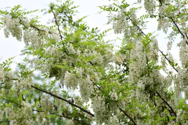Beyaz akasya çiçekleri, siyah çekirge ağacı çiçekleri. Gelişen akasya ağacı dalları yakındır. Robinia psödoacia. Yüksek kalite fotoğraf