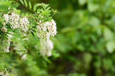 Beyaz akasya çiçekleri, siyah çekirge ağacı çiçekleri. Gelişen akasya ağacı dalları yakındır. Robinia psödoacia. Yüksek kalite fotoğraf