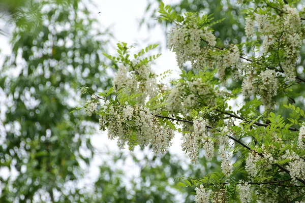 White acacia flowers, black locust tree flowers. Blossoming acacia tree branches close up. Robinia pseudoacacia. High quality photo