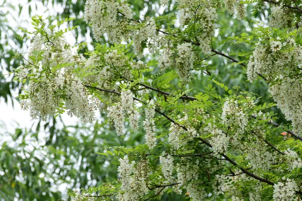White acacia flowers, black locust tree flowers. Blossoming acacia tree branches close up. Robinia pseudoacacia. High quality photo