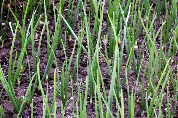 Green Onions Growing Garden Spring Onion Furrow Plantation Rustic Garden — Stock Photo, Image