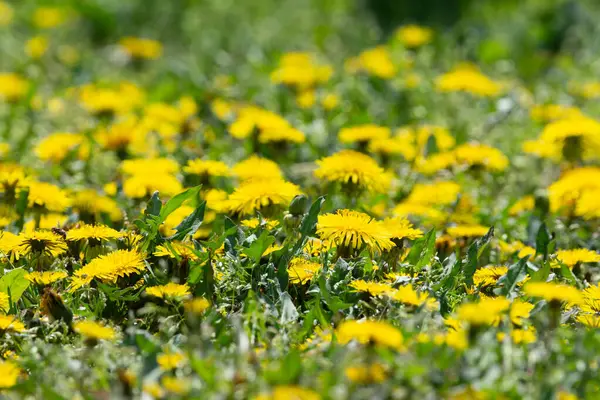 Spring Yellow Dandelion Flowers Garden Field Yellow Dandelions High Quality — Stock Photo, Image
