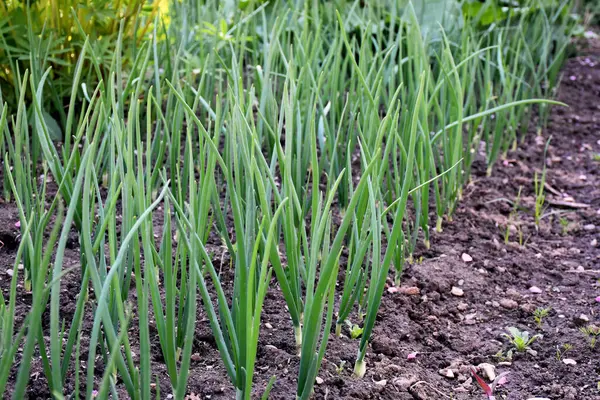 Green Onions Growing Garden Spring Onion Furrow Plantation Rustic Garden — Stock Photo, Image