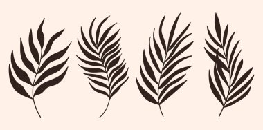 Beyaz arka planda izole edilmiş palmiye yaprağı siluetleri. Yaz palmiyesi yaprakları siluetleri