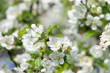 Elma ağacı çiçekleri kapanıyor. Bahçede çiçek açan elma ağacı.