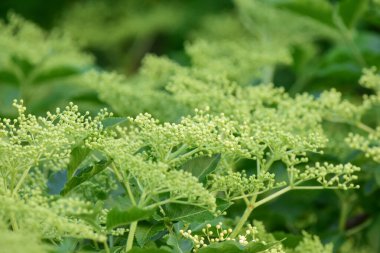  Elderflower tomurcukları dalları İlkbaharda açmaya hazır