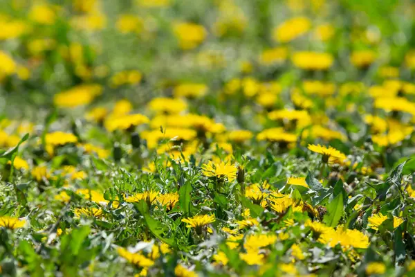 Beautiful Yellow Dandelions Field Morning Dandelion Meadow Field — Stock Photo, Image