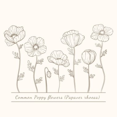 El yapımı gelincik çiçekleri. Gelincikler çiçek hattı sanatı ekerler. Papaver rhoeas, yaygın haşhaş bitkisi seti