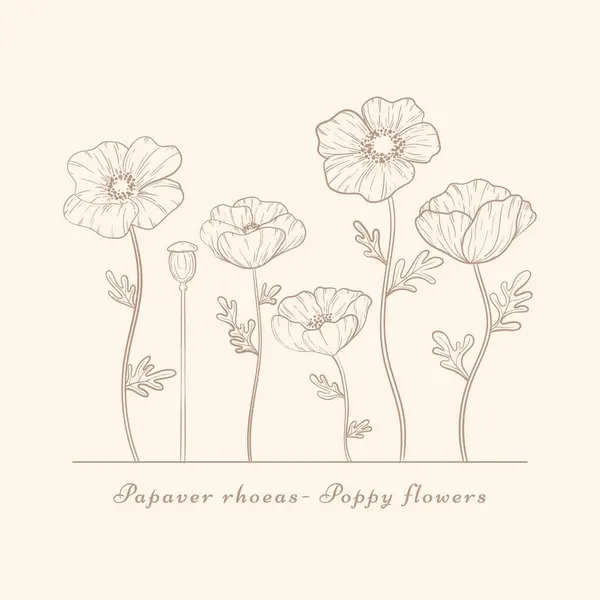 Handgezeichnete Mohnblumen Set Vintage Poppies Pflanzen Blume Linie Kunst Papaver — Stockvektor