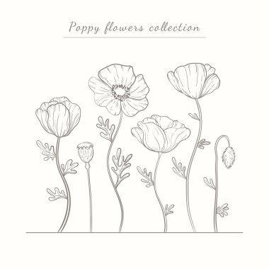 Hand drawn poppy flowers set. Poppies plant flower line art. Papaver rhoeas, Common poppy plant set clipart