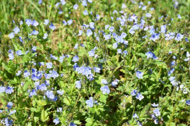 Veronica Chamaedry bir tarlada mavi çiçekler açıyor. Germander Speedwell baharda küçük mavi bir çiçek tarlası
