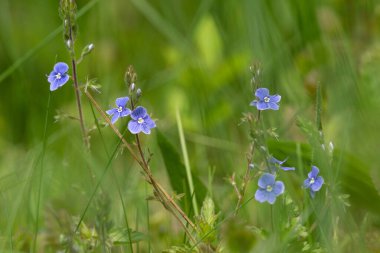 Veronica Chamaedry bir tarlada mavi çiçekler açıyor. Germander Speedwell baharda küçük mavi bir çiçek tarlası