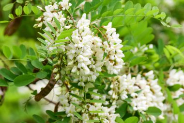 Beyaz akasya çiçekleri, siyah çekirge ağacı çiçekleri. Gelişen akasya ağacı dalları yakındır. Robinia psödoacia. Yüksek kalite fotoğraf