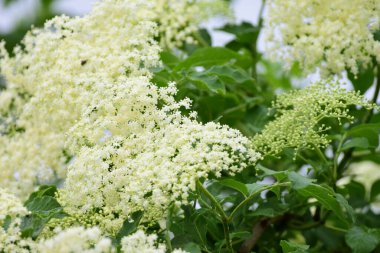  Elderflower çiçekleri baharda yakın planda dallanır.