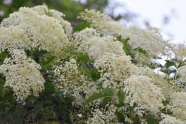  Elderflower çiçekleri baharda yakın planda dallanır.
