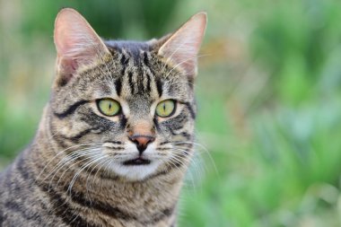 Yeşil bulanık bir geçmişi olan tekir bir kedinin yakın plan portresi. Felis kedicik çim tarlasında oturmayı dört gözle bekliyor.