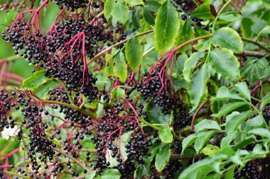 Kara mürver tohumları. İlaç bitkileri yabani meyveler. Yüksek kalite fotoğraf