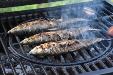 Tuna Pontik shad ızgaranın üstünde, dışarıda sıcak odun ateşinin üstünde pişiyor. Kamp ateşinde pişmiş alosa immaculata barbeküsü. Yüksek kalite fotoğraf