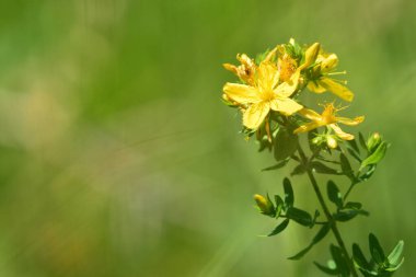 Yeşil bulanık arka planda St johns otu. Hypericum perforatum bitkisi bokeh arkaplanlı çiçek açmış.