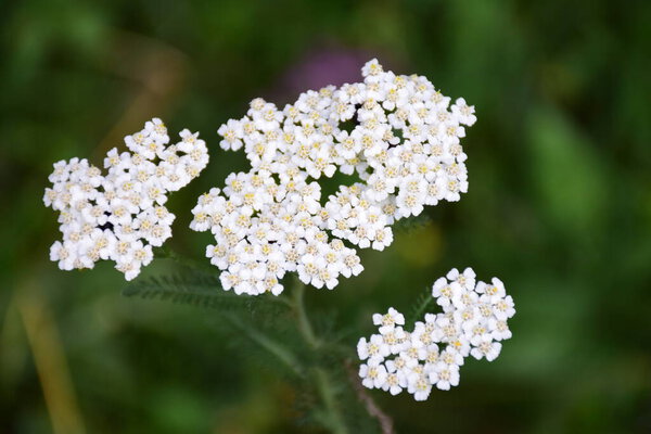 Common yarrow flowers close-up with green blurred background. Achillea millefolium, medicinal plant macro photography. High quality photo