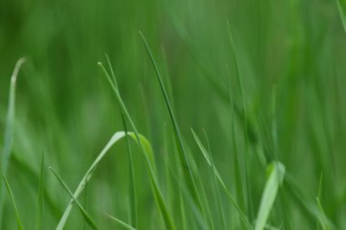 Bulanık yeşil çimen alanı yakın plan. Taze yeşil çimen dokusu. Yüksek kalite fotoğraf