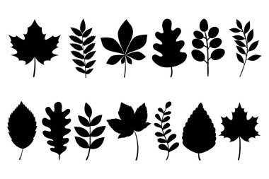 Güz yaprağı siluetleri koleksiyonu. Düşen yaprakların siluetleri beyaz arkaplanda izole edildi