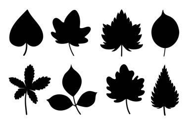 Güz yaprağı siluetleri koleksiyonu. Düşen yaprakların siluetleri beyaz arkaplanda izole edildi