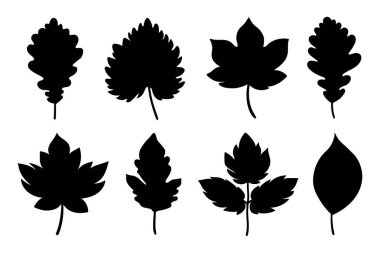 Güz yaprağı siluetleri koleksiyonu. Düşen yaprakların siluetleri beyaz arkaplanda izole edildi