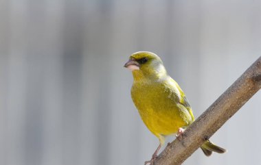 Avrupa yeşil ispinozu yapraksız bir ağaca tünemiş, Carduelis klorisi. 