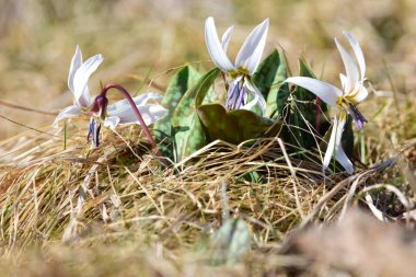 Dogs Tooth Violet, Erythronium dens canis, Snowflake white flowers bouquet in grass, close up in spring season. Bunch of Dogtooth violet on warm color tone background. Morning light clipart