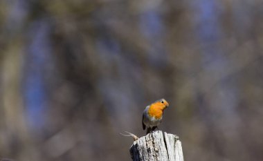 Avrupa bülbülü Erithacus rubecula, bir tarafı eğik ve kameraya tuhaf bakan tahta bir direğe tünemişti. Romanya Doğal Yaşam Alanında Yaban Hayatı