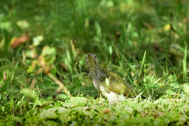 Avrupalı yeşil ağaçkakan, Picus Viridis çimlerin üzerinde kameraya bakıyor. Ayrıntılı olarak. Romanya Doğal Yaşam Alanında Yaban Hayatı. 